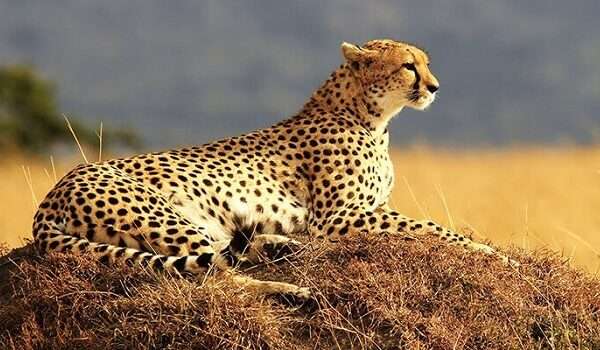tiger sitting and relaxing