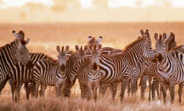 group of zebra on serengeti