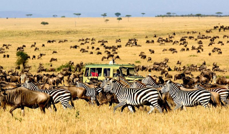 Tanzania National Parks Safaris