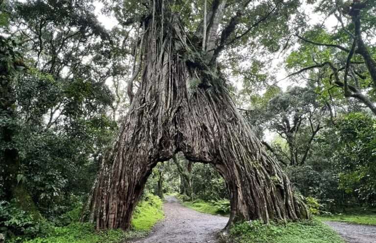 arusha national park