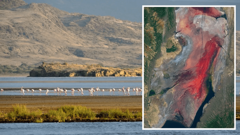 Does Lake Natron Really Turn Animals into Stone? The Fascinating Truth Behind Tanzania’s Mysterious Lake 1 Does Lake Natron Really Turn Animals into Stone? The Fascinating Truth Behind Tanzania’s Mysterious Lake