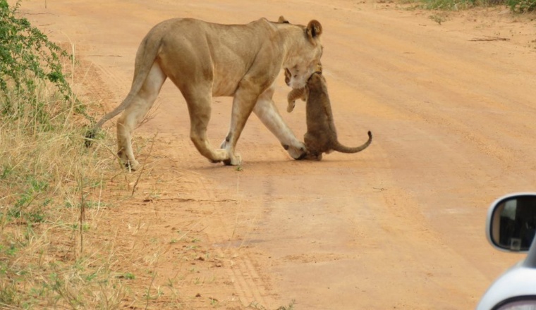 Game Drive