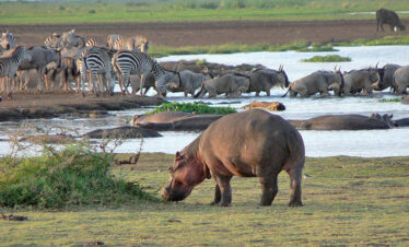 Lake-Manyara-National-Park (1)