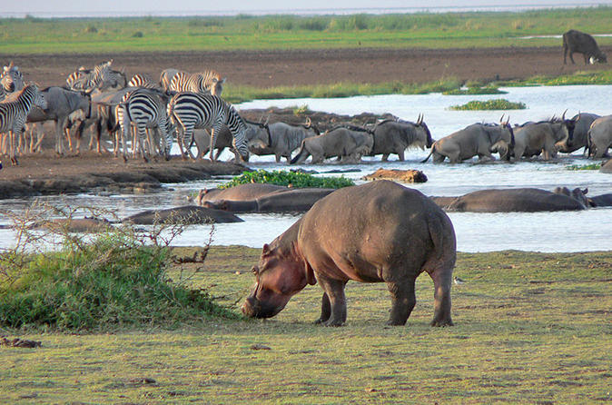 Lake Manyara National Park 1
