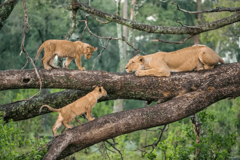 Top 5 Must-Visit Destinations in Tanzania for Your Dream Safari 1 Top 5 Must-Visit Destinations in Tanzania for Your Dream Safari
