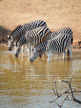 Serengeti Tours Decoded: Best Times to Visit, Wildlife Spotting Tips & More 1 Serengeti Tours Decoded: Best Times to Visit, Wildlife Spotting Tips