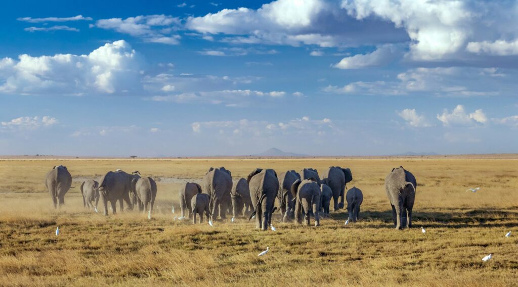 understanding safari costs and hidden fees