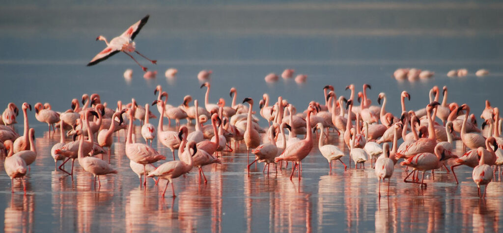 vast flocks of flamingos in the soda lakes