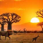 Tanzania Safaris