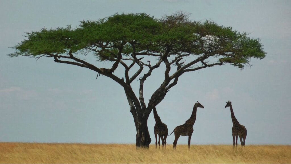 understanding safari schedules and daily routines