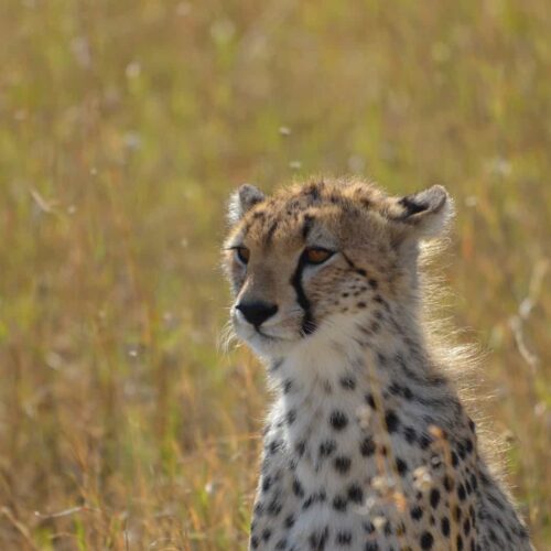 cheetah-portrait-golden-hour-savanna-grass