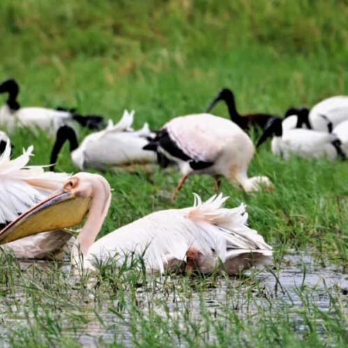 great-white-pelicans-sacred-ibises-wetland