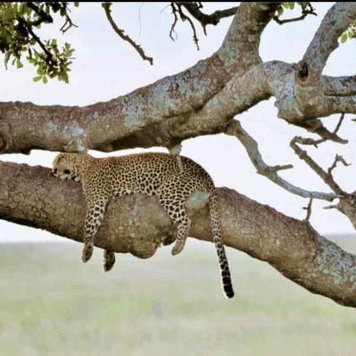 leopard-sleeping-on-tree-branch