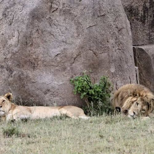 lion-and-lioness-resting-granite-kopje-grass