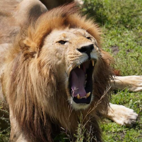 male-lion-yawning-wide-pride-resting-savanna