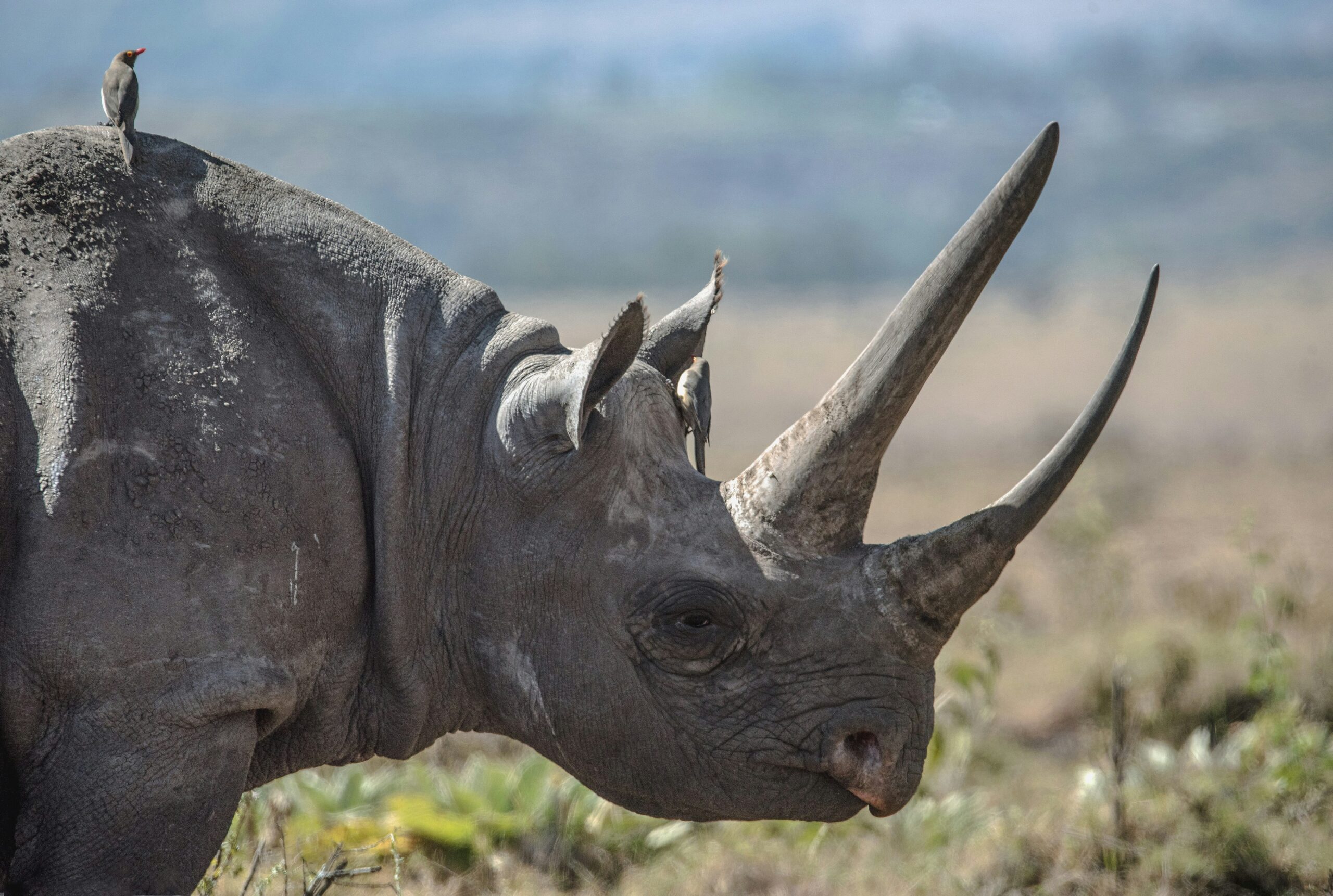 Black rhino in Tanzania