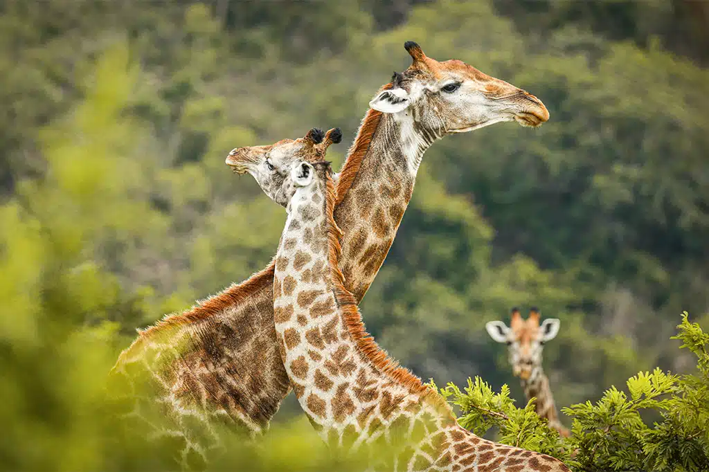 Arusha National Park Day Trip — Private Safari