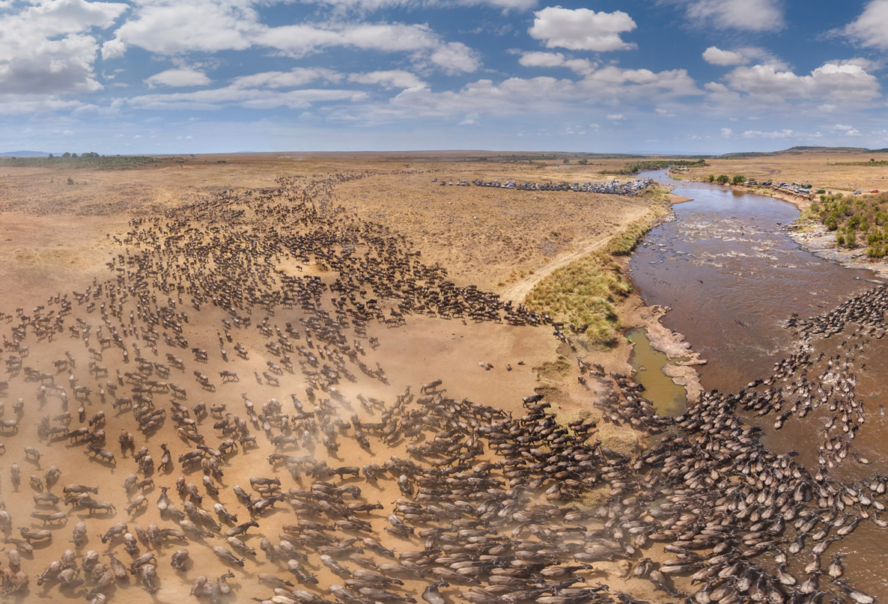 Wildebeest herd on Serengeti plains during Tanzania safari
