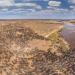 Wildebeest herd on Serengeti plains during Tanzania safari