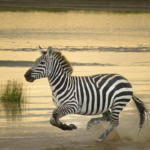 Tanzania safari and cultural expedition combining wildlife and local community experiences