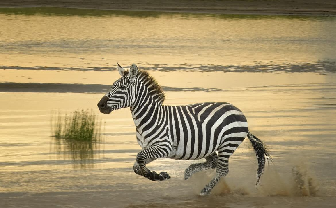 Tanzania safari and cultural expedition combining wildlife and local community experiences