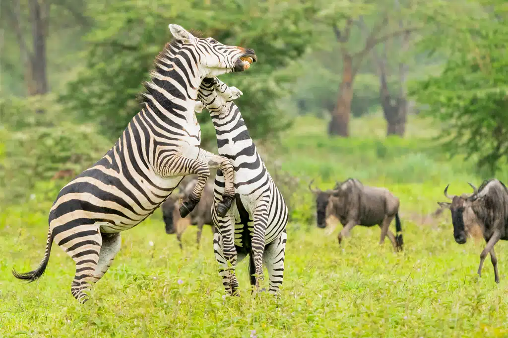 Plains zebras on open savanna in the Serengeti ecosystem near Ndutu