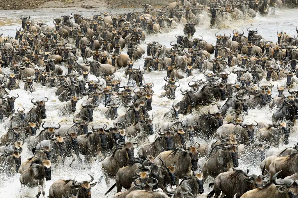 Wildebeest migration crossing river in Serengeti
