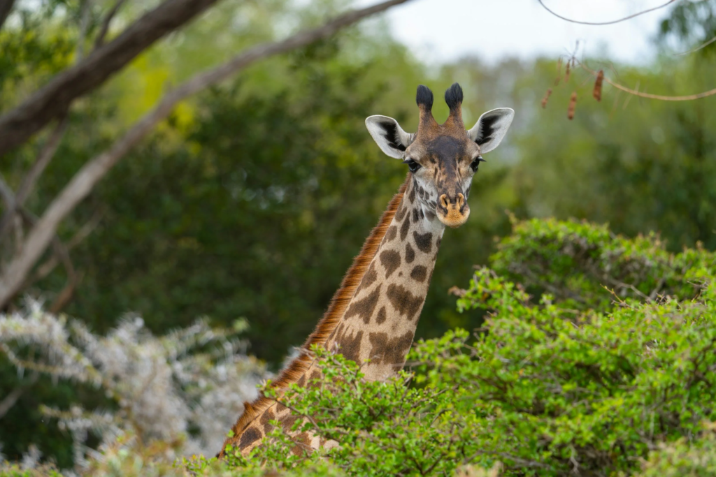 Nyerere National Park on a southern Tanzania safari