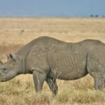Black rhino in Serengeti Tanzania