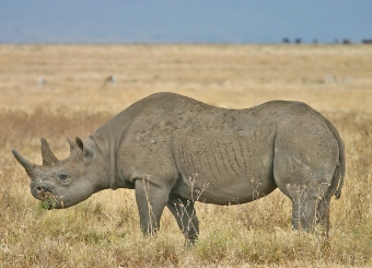 Black rhino in Serengeti Tanzania