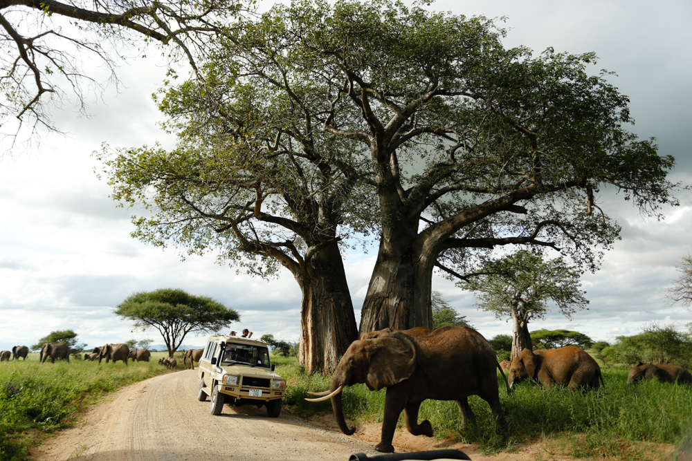 Tarangire National Park Tanzania landscape