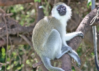 Vervet Monkey in Serengeti National Park Tanzania