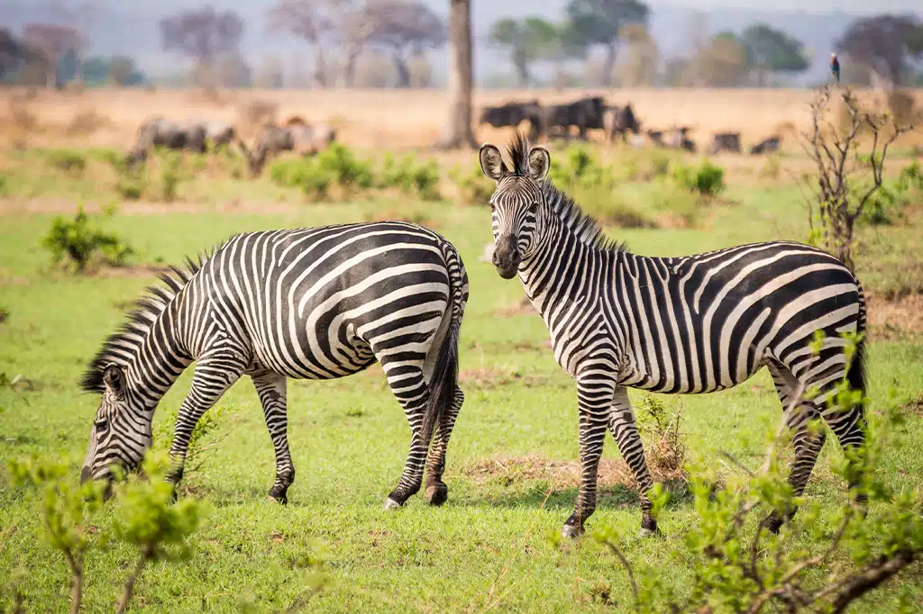 Zebras in Mikumi National Park, southern Tanzania safari