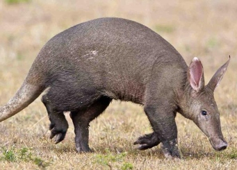 Aardvark in Serengeti National Park Tanzania