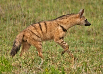 Aardwolf in Serengeti National Park Tanzania
