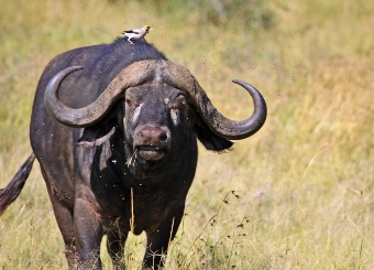 African buffalo in Serengeti