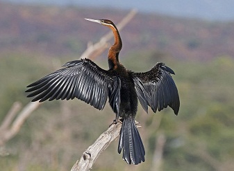 African Darter in Serengeti National Park Tanzania