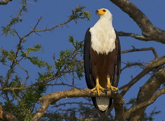 African fish eagle Serengeti