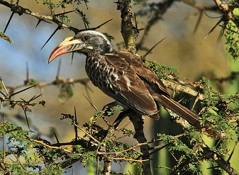 African Grey Hornbill in Serengeti National Park Tanzania