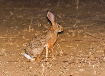 African Hare in Serengeti National Park Tanzania