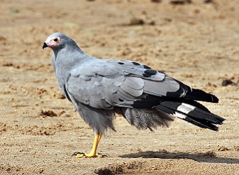 African Harrier Hawk in Serengeti National Park Tanzania