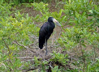 African Openbill in Serengeti National Park Tanzania