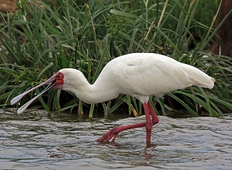 African Spoonbill in Serengeti National Park Tanzania