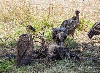 White-backed Vulture in Serengeti National Park Tanzania
