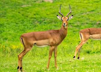 Antelope in Serengeti National Park Tanzania