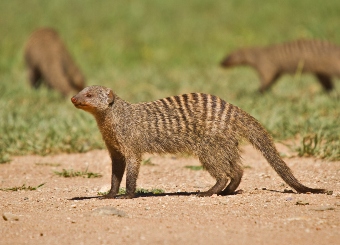 Banded Mongoose in Serengeti National Park Tanzania