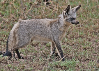 Bat-eared Fox in Serengeti National Park Tanzania