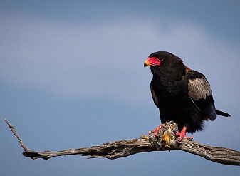 Bateleur in Serengeti National Park Tanzania