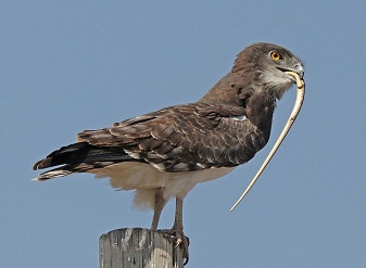 Black-chested Snake Eagle in Serengeti National Park Tanzania