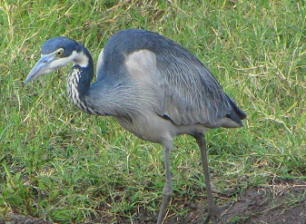 Black-headed Heron in Serengeti National Park Tanzania